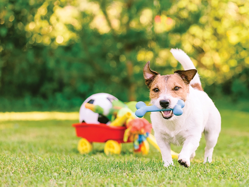 Pet-friendly gardens at Purva Estrella Lokhandwala Andheri West